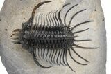 Alien-Looking Quadrops Trilobite - Spectacular Preparation #232766-1
